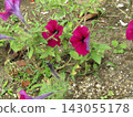 Red petunia flowers 143055178