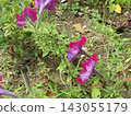 Red petunia flowers 143055179
