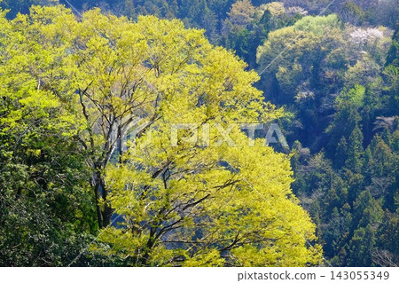 【神奈川縣】嶄新的綠意,萌芽的季節 【神奈川縣】嶄新的綠意,萌芽的季節 143055349