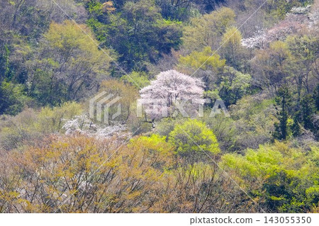 【神奈川縣】櫻花在萌芽的山巒上盛開 【神奈川縣】櫻花在萌芽的山巒上盛開 143055350