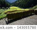 Rice terrace of Kashihara Rice terrace of Kashihara 143055780