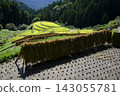 Rice terrace of Kashihara Rice terrace of Kashihara 143055781