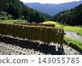 Rice terrace of Kashihara Rice terrace of Kashihara 143055785