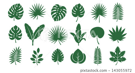 Collection of green tropical leaf silhouettes isolated on a white background Collection of green tropical leaf silhouettes isolated on a white background 143055972