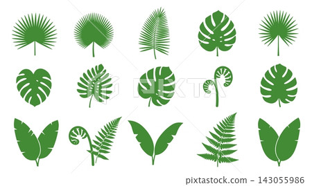 Set of green tropical palm and monstera leaves isolated on a white background Set of green tropical palm and monstera leaves isolated on a white background 143055986