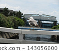 A black-tailed gull perched on the bridge railing. 143056600