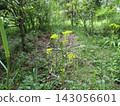 One of the seven autumn herbs 143056601