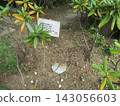 Daphne trees that bloom with pink flowers in spring 143056603