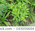 Yellow flowers of Melampodium and purple flowers of Fujibakama 143056604