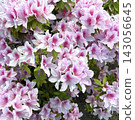I took photos of pink azaleas in full bloom. 143056645