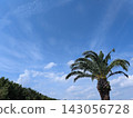 It's a beautiful sight to behold: palm trees and a clear, summery blue sky! 143056728