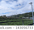 A calming scene of tea fields, blue sky, mountain ranges, and peaceful countryside. 143056733