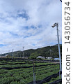 A calming image of "tea fields, blue sky, mountain ranges, and a peaceful rural landscape" (vertical format). 143056734