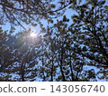 Looking up at the bright summer blue sky from a pine forest 143056740