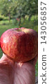 Hand Holding Fresh Red Apple Against green naturral background 143056857