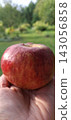 Hand Holding Fresh Red Apple Against green naturral background 143056858