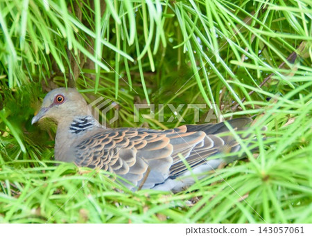 A turtle dove incubating eggs in a nest in a garden tree. A turtle dove incubating eggs in a nest in a garden tree. 143057061