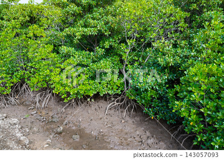 Mangrove forests in Shimajiri, Miyakojima City, Okinawa Prefecture Mangrove forests in Shimajiri, Miyakojima City, Okinawa Prefecture 143057093