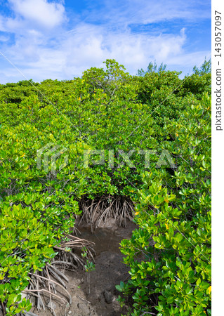 Mangrove forests in Shimajiri, Miyakojima City, Okinawa Prefecture Mangrove forests in Shimajiri, Miyakojima City, Okinawa Prefecture 143057097