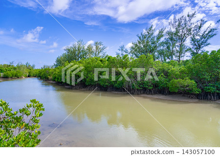Mangrove forests in Shimajiri, Miyakojima City, Okinawa Prefecture Mangrove forests in Shimajiri, Miyakojima City, Okinawa Prefecture 143057100