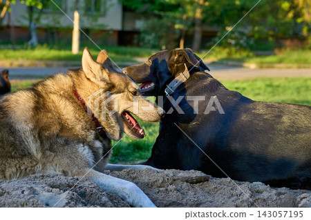 Resting after work. Laika and Labrador lying on the green grass Resting after work. Laika and Labrador lying on the green grass 143057195