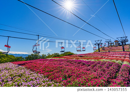 茶鬚山高原太陽花祭：愛知縣最高峰纜車與花田 [愛知縣] 143057355