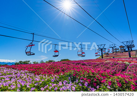 茶鬚山高原太陽花祭：愛知縣最高峰纜車與花田 [愛知縣] 143057420