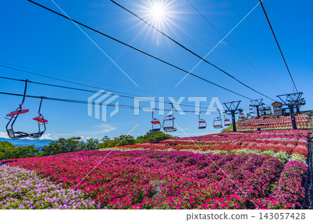 茶鬚山高原太陽花節：愛知縣最高峰上的纜車和花田 [愛知縣] 143057428