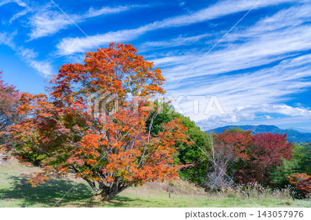 [Autumn foliage material] Autumn in the Omine Highlands - the seven-colored giant maple tree [Nagano Prefecture] 143057976