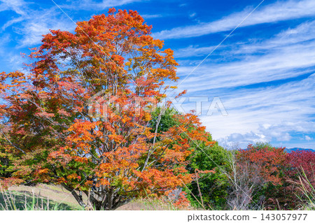[Autumn foliage material] Autumn in the Omine Highlands - the seven-colored giant maple tree [Nagano Prefecture] 143057977