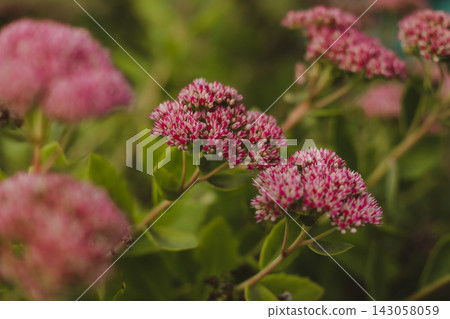 Wild flowers in a sunny day. Flower field in sunlight, spring or summer garden background. flowers meadow field in morning light. flowers in meadow on warm summer morning with blurred background. Wild flowers in a sunny day. Flower field in sunlight, spring or summer garden background. flowers meadow field in morning light. flowers in meadow on warm summer morning with blurred background. 143058059