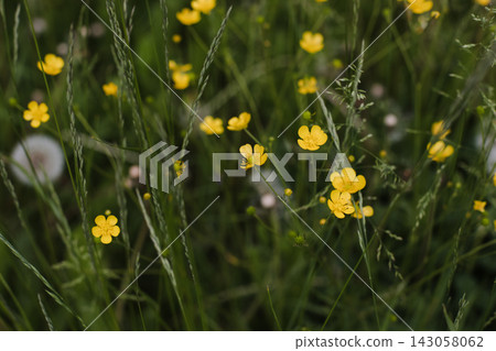 Wild flowers in a sunny day. Flower field in sunlight, spring or summer garden background. flowers meadow field in morning light. flowers in meadow on warm summer morning with blurred background. Wild flowers in a sunny day. Flower field in sunlight, spring or summer garden background. flowers meadow field in morning light. flowers in meadow on warm summer morning with blurred background. 143058062