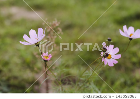 Wild flowers in a sunny day. Flower field in sunlight, spring or summer garden background. flowers meadow field in morning light. flowers in meadow on warm summer morning with blurred background. Wild flowers in a sunny day. Flower field in sunlight, spring or summer garden background. flowers meadow field in morning light. flowers in meadow on warm summer morning with blurred background. 143058063