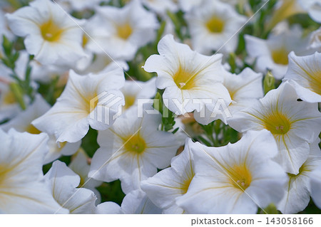 White petunia flowers White petunia flowers 143058166
