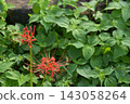 紅甲蟲 143058264