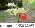 白色和紅色的彼岸花相處融洽 143058265