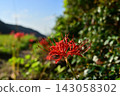 在satoyama開花的群狀孤挺花 143058302