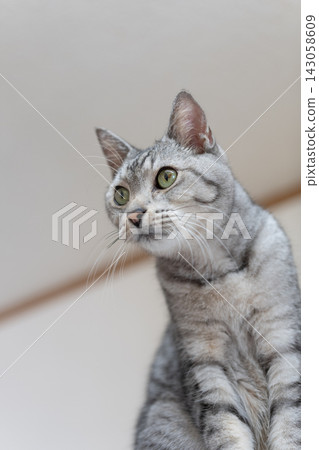 The staring cat, the Sabatra cat The staring cat, the Sabatra cat 143058609