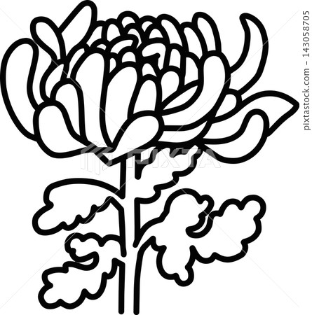 菊花的線條畫插圖 菊花的線條畫插圖 143058705