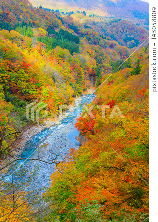 清晨,從東秋山森林公路秋山鄉觀景台 3 號眺望,可以俯瞰中津川,欣賞到山坡上色彩斑斕的秋葉,構成一幅垂直構圖的美麗景色。 清晨,從東秋山森林公路秋山鄉觀景台 3 號眺望,可以俯瞰中津川,欣賞到山坡上色彩斑斕的秋葉,構成一幅垂直構圖的美麗景色。 143058809