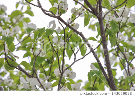 April 30 2026 White dogwood blossoms blooming on tree branches April 30 2026 White dogwood blossoms blooming on tree branches 143059058