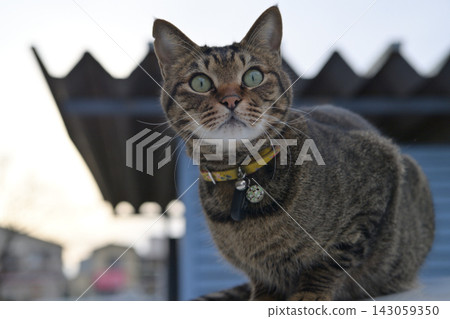 Pheasant cat on tree 143059350