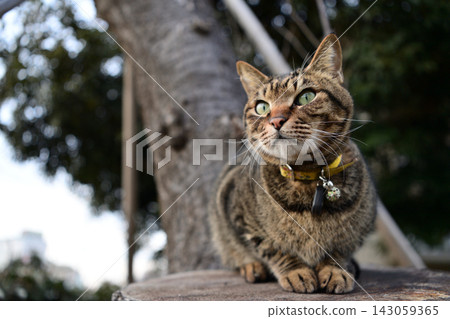 Pheasant cat on tree Pheasant cat on tree 143059365