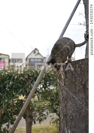 Pheasant cat on tree Pheasant cat on tree 143059374