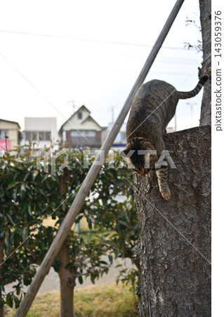 Pheasant cat on tree Pheasant cat on tree 143059376