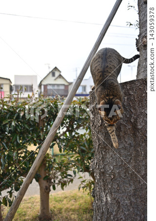 Pheasant cat on tree Pheasant cat on tree 143059378