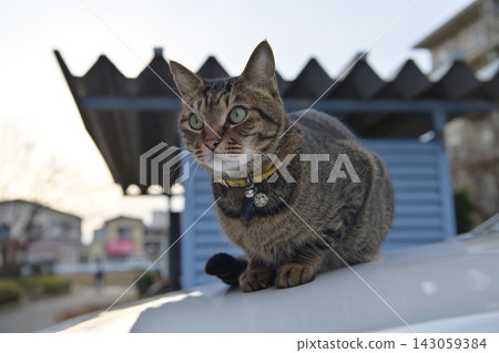 Petrified cat on the car Petrified cat on the car 143059384