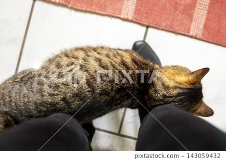 A cat rubbing against you affectionately. 143059432