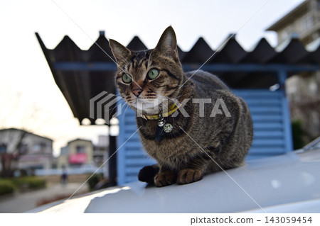 Petrified cat on the car Petrified cat on the car 143059454
