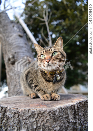 Pheasant cat on tree Pheasant cat on tree 143059480